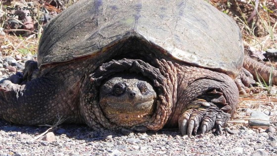 Snapping Turtle