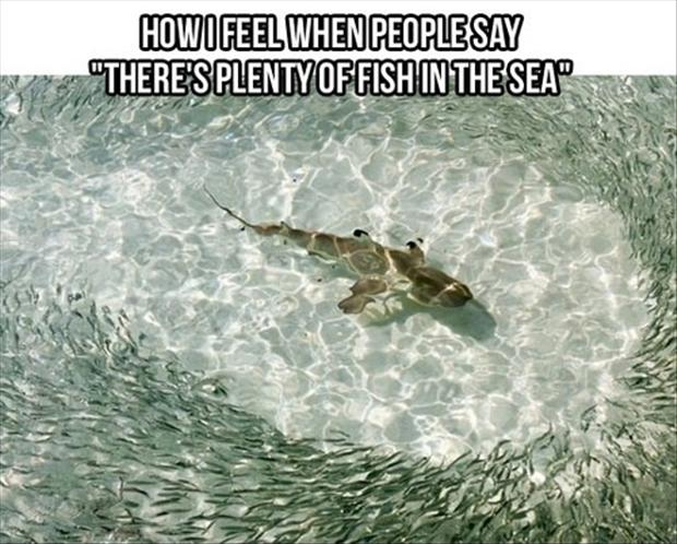 Don't Worry, 'There’s Plenty Of Fish In The Sea'
