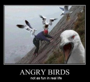 Stepfather's humor- Angry Birds Not Much Fun