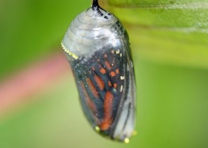 Monarch Butterfly in Cocoon