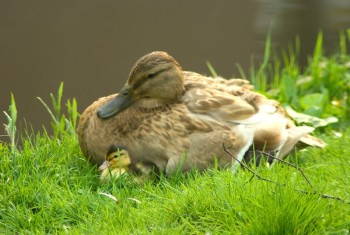 Mother Duck with Duckling
