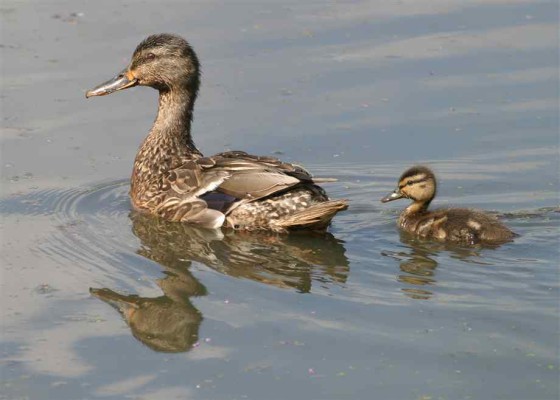 Mother Duck with Duckling on