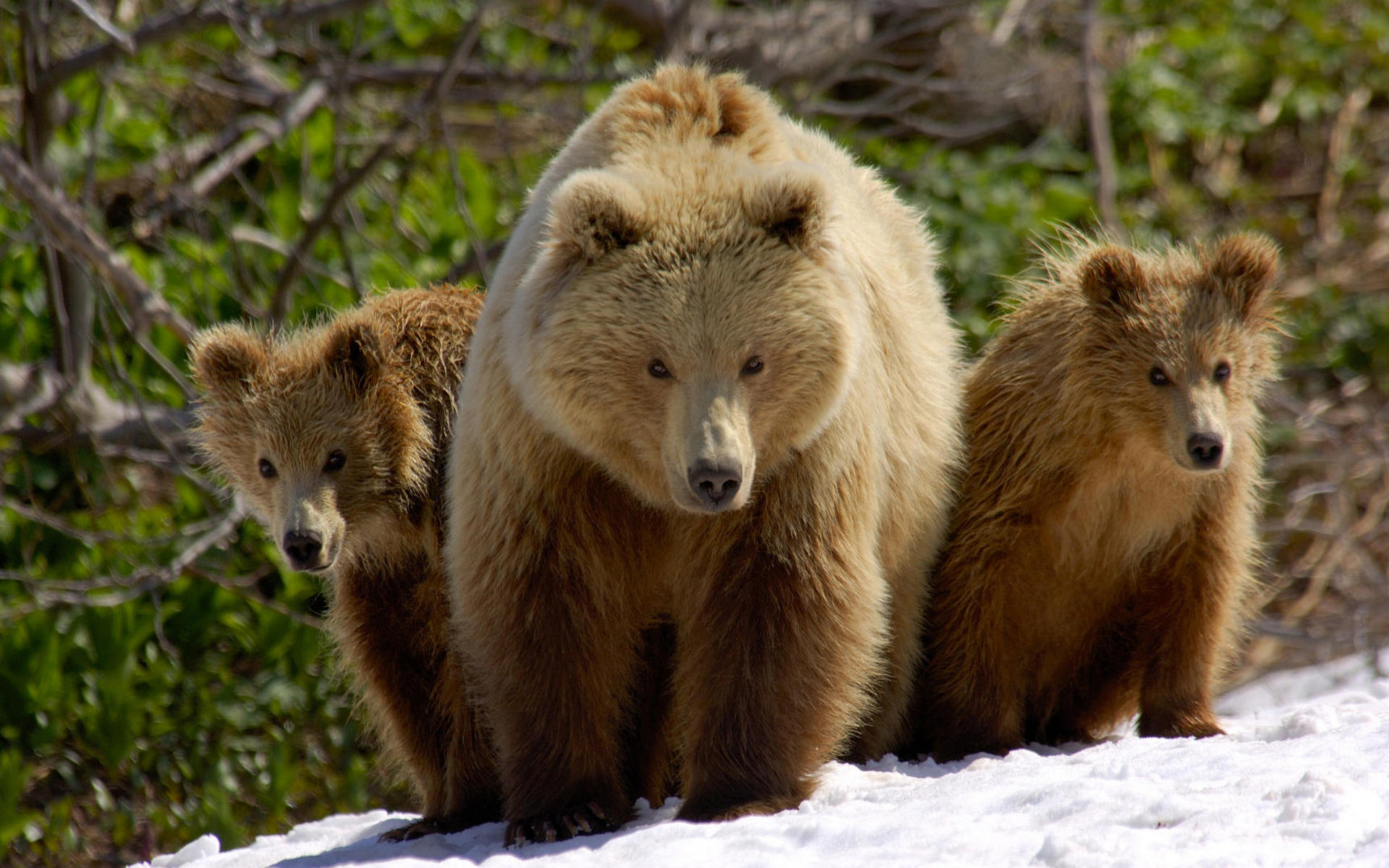 Mamabear with Cubs