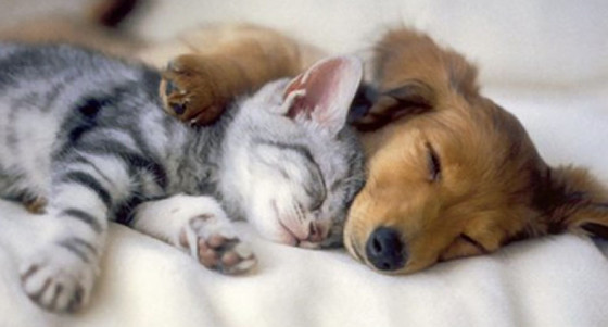 Cute Pets - Kitten & Dog