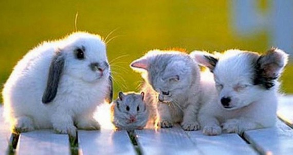 Pets - Various Furry Animals