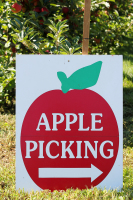 apple-picking-8