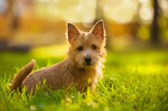 amazing benefits of pets - picture of a Norwich terrier