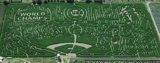 ways to get out of the house with the kids- corn maze depiction of Chicago Cubs world champs