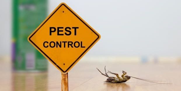 dealing with household pests - picture of dead cockroach with the sign Pest Control in the foreground
