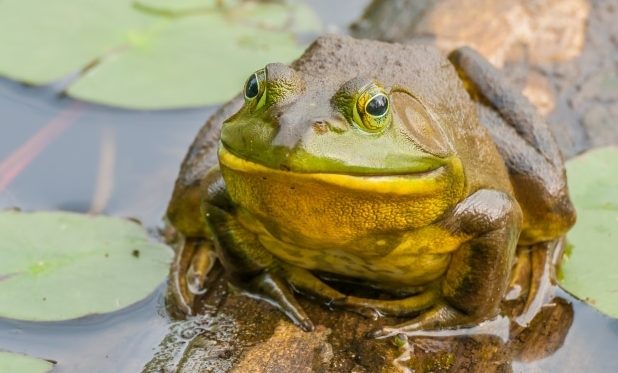 how far can it jump - picture of a bullfrog in its natural habitat