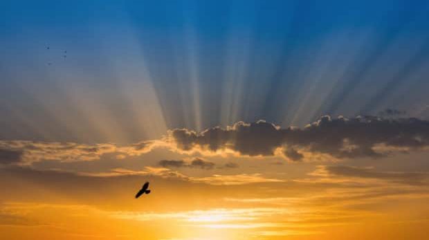 Bird over rays of light over blue sky