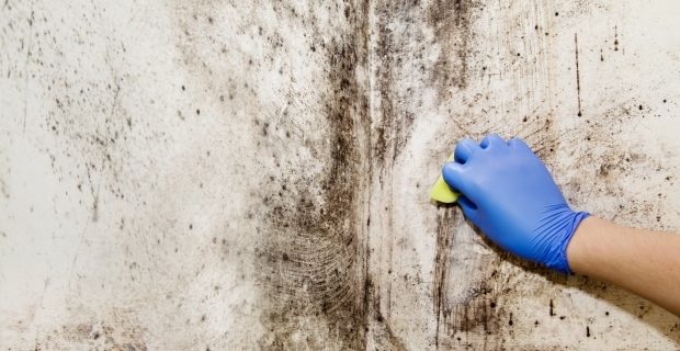 problems with ignoring untreated mold -Hand cleaning mold growth on wall