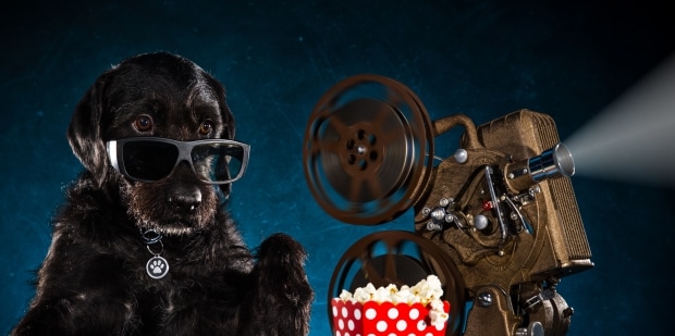 dog at the movies - dog watching movie and eating popcorn