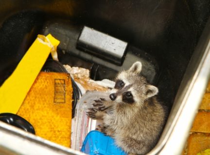home areas you probably forget to clean -Young raccoon stuck in a garbage container looking for food