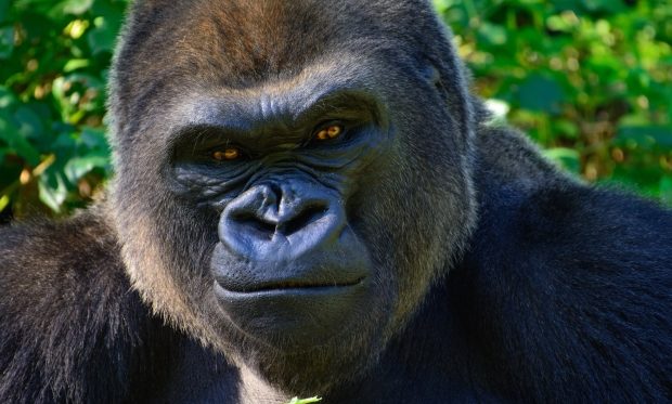 A gorilla walks into a crowded bar-headshot of a gorilla