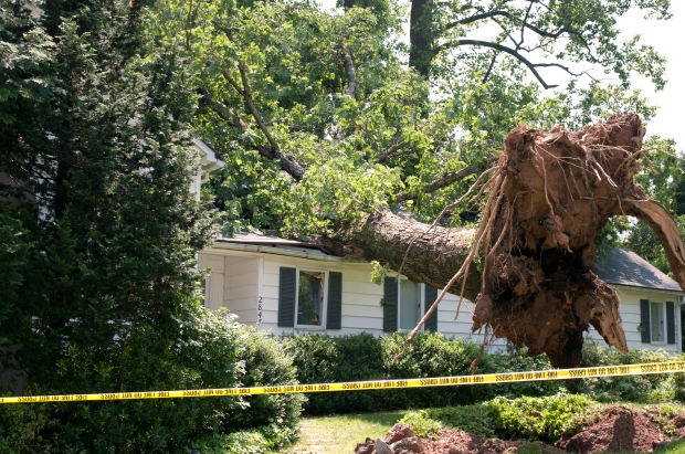 uprooted tree in front of house