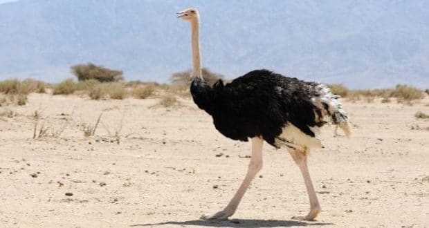 Friday humor-female ostrich