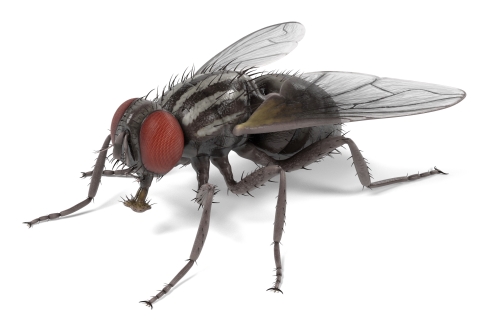 health threats posed by flies -3D image of fly