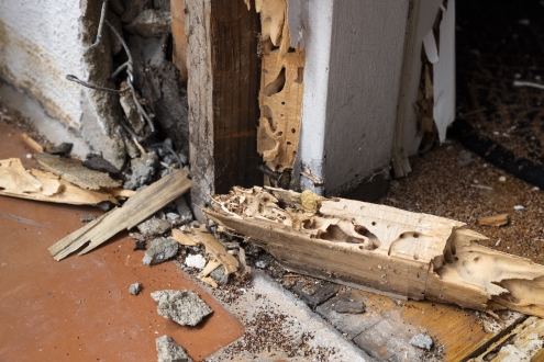 things you do that can attract termites-termite damage to house