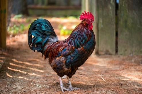picture of rooster in yard