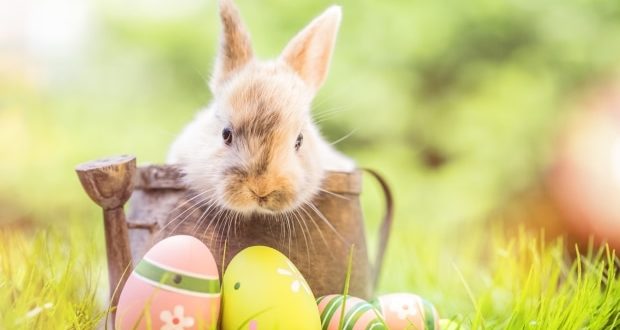 Pagan origins of Easter - Easter Bunny and eggs