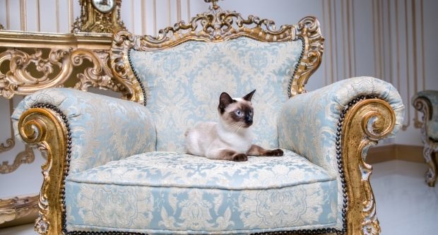 cat sitting in baroque chair