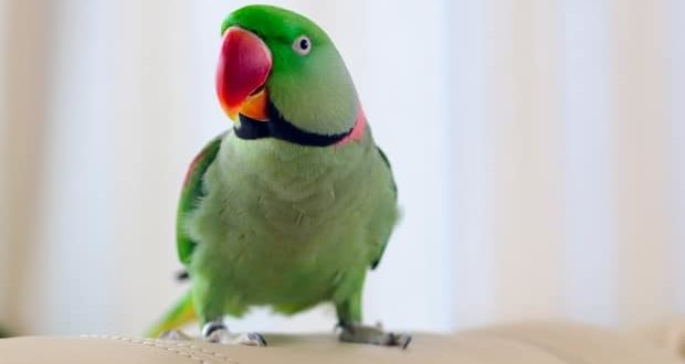 green parrot sitting on the sofa
