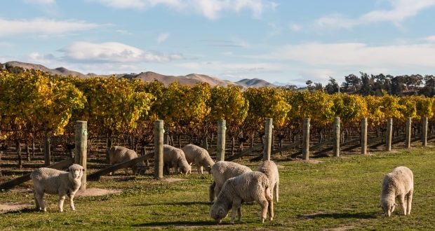 flock of merino sheep grazing in vineyard