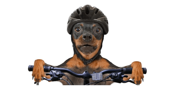 The best pun- Dog on a bike