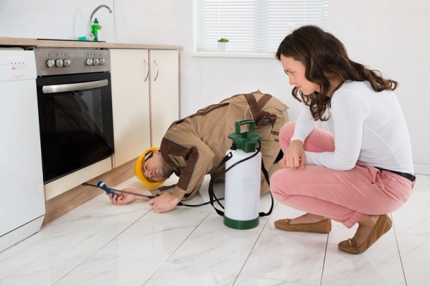 reasons why pest inspection is important-a professional inspecting a home for pests
