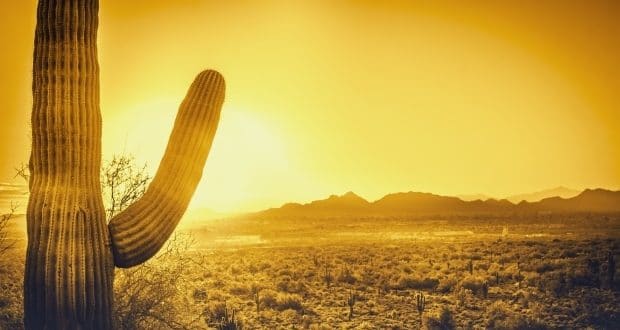 Saguaro cactus tree desert landscape, Phoenix, Arizona
