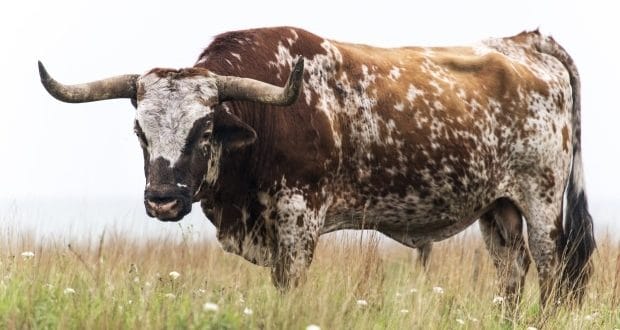 grazing Texas longhorn bull