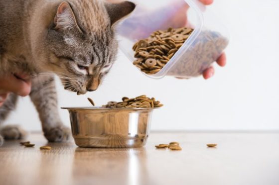 How to design a pet-friendly kitchen- A cat eating