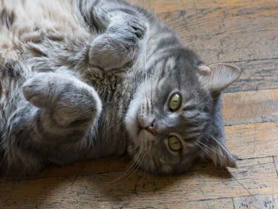 fluffy cat with grey fur, resting on her back and showing her belly