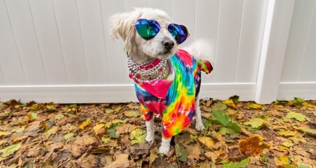 National Dress Up Your Pet Day- A dog dressed in a colorful outfit