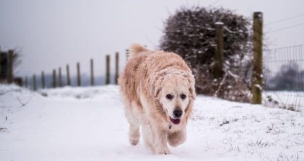 Winter safety tips for pets -Dog walking in the Winter cold