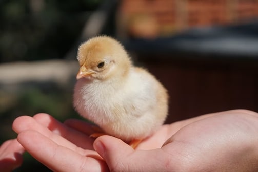 tips for kids raising chicks- a chick