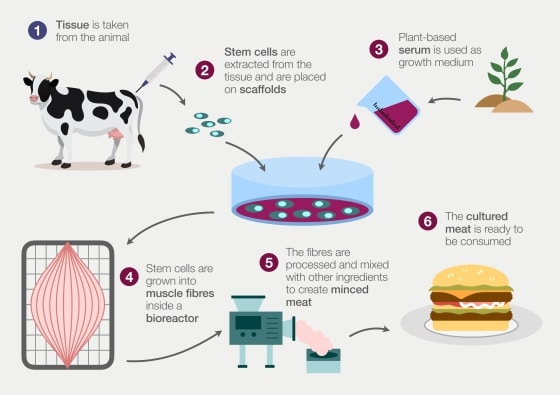 Lab grown meat infographic