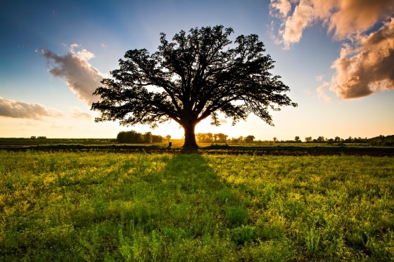 Champion Oak Tree in Summer Sunset