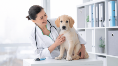 The Role Of A Vet In Detecting And Preventing Animal Diseases - A vet and a dog