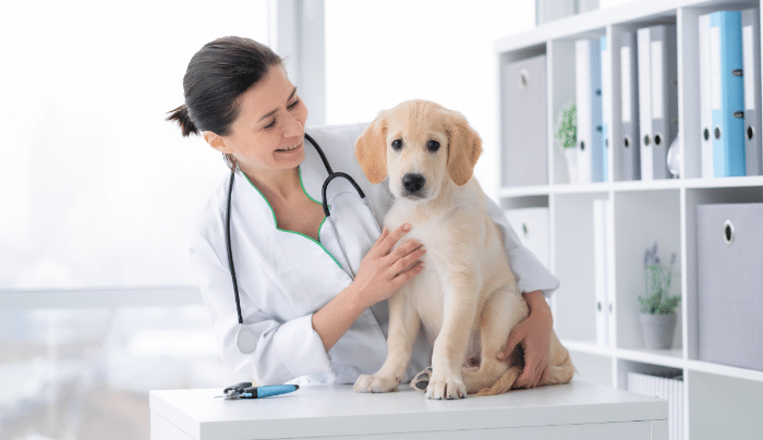 The Role Of A Vet In Detecting And Preventing Animal Diseases - A vet and a dog