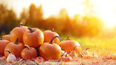 National Pumpkin Day - Pumpkins