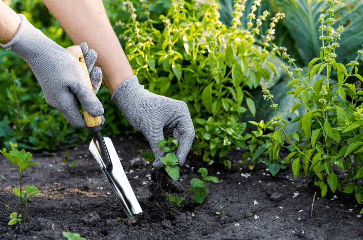 National Weed Your Garden Day-gardener weeding