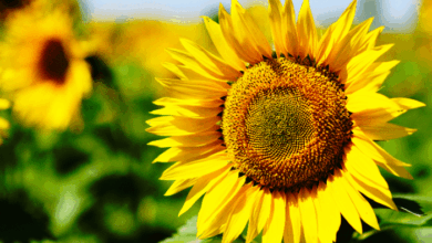 National Sunflower Day - Sunflowers