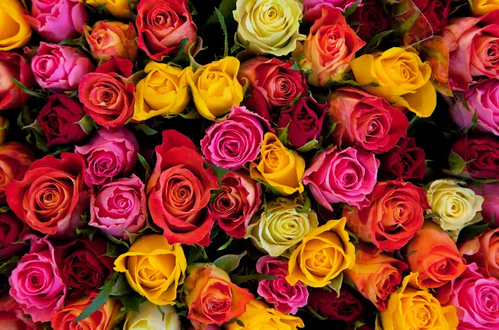 Rose Day - Different colors of roses