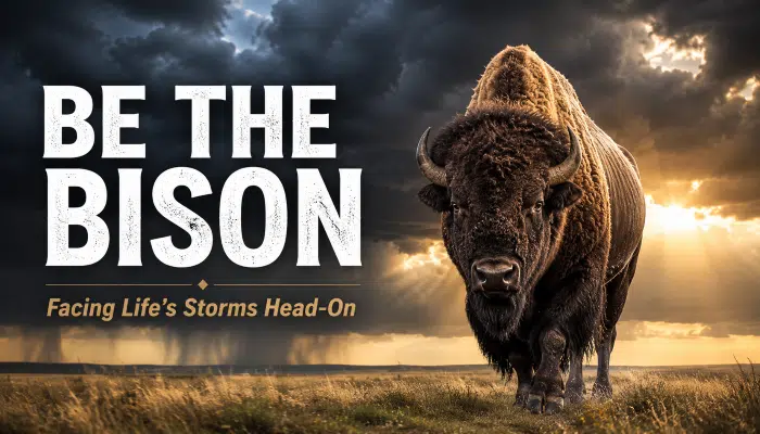 A-bison-in-the-midst-of-a-plains-thunderstorm